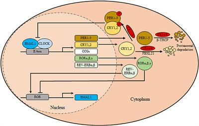 Insights About Circadian Clock and Molecular Pathogenesis in Gliomas